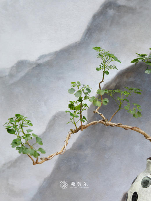 芹叶福禄桐 商品图2