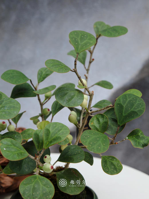 小盼菩提 商品图2