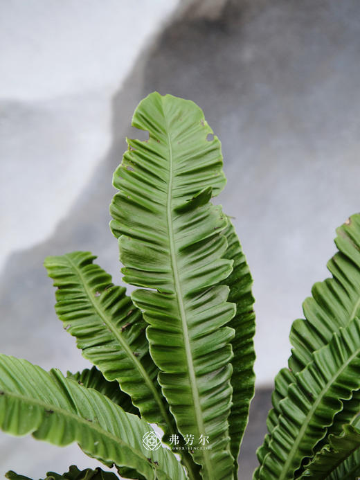 眼镜蛇鸟巢蕨 商品图2