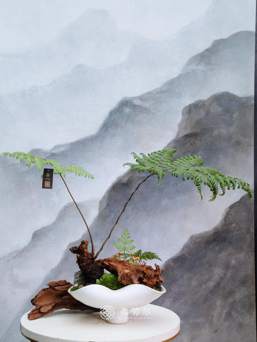 红鳞蕨 商品图0