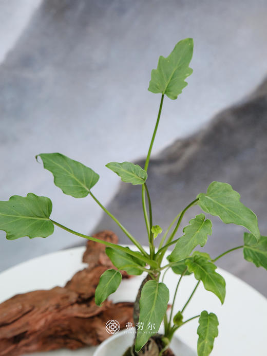 小天使 商品图2