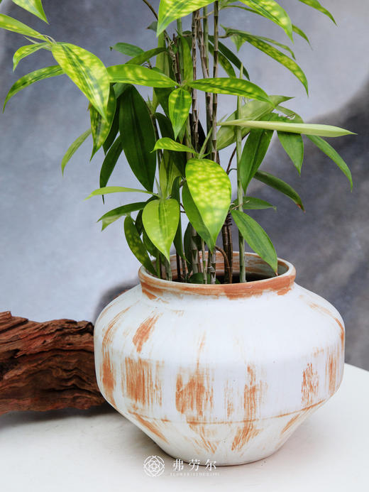 星点木 商品图1