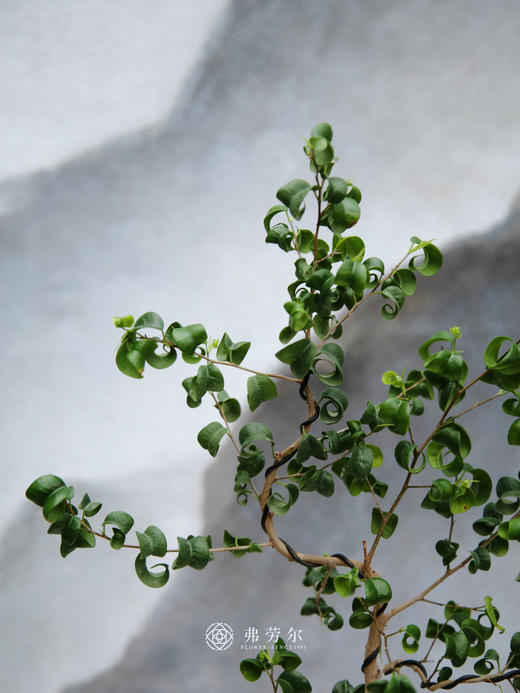 卷叶榕 商品图2