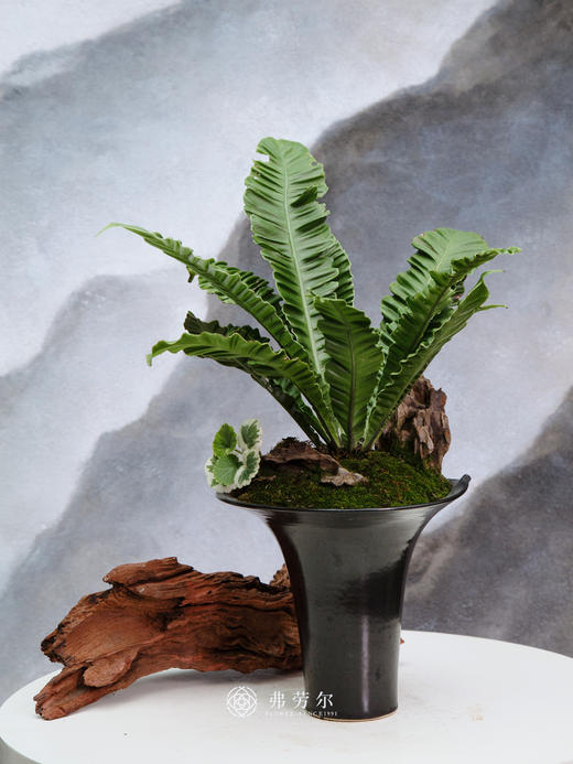 眼镜蛇鸟巢蕨 商品图0