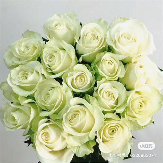 荷冠白雪山 商品图0