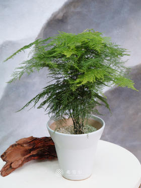 文竹