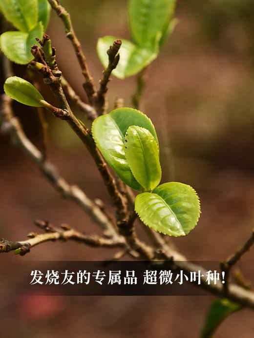 【猫耳朵单株】2024年头春头采 茶中精灵猫耳朵云南仅有0.01％的茶种 易武普洱茶生茶357g/饼 5饼/提 拍5发6拍20发25 商品图8