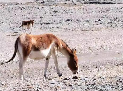 可可西里1日游|可可西里·索南达杰保护站·无极龙凤宫·昆仑圣泉·玉珠峰 商品图2