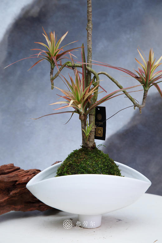 七彩铁 商品图1