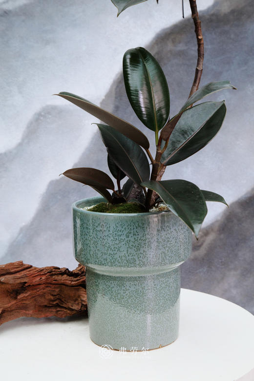 黑金刚 商品图1