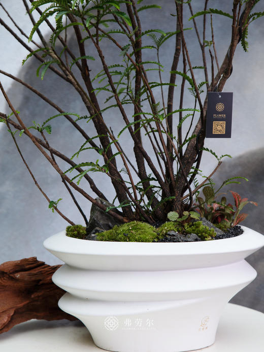 海岛叶下珠 商品图1