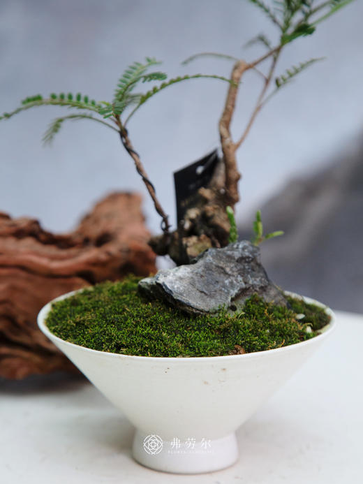 叶下珠 商品图1