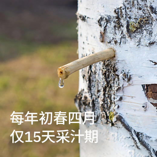 白桦树小分子水1L 商品图1