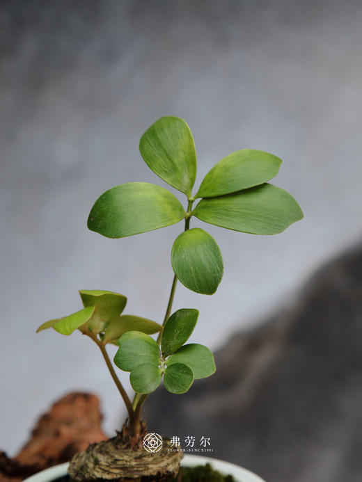 墨西哥铁 商品图2