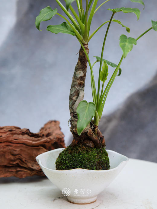 小天使 商品图1