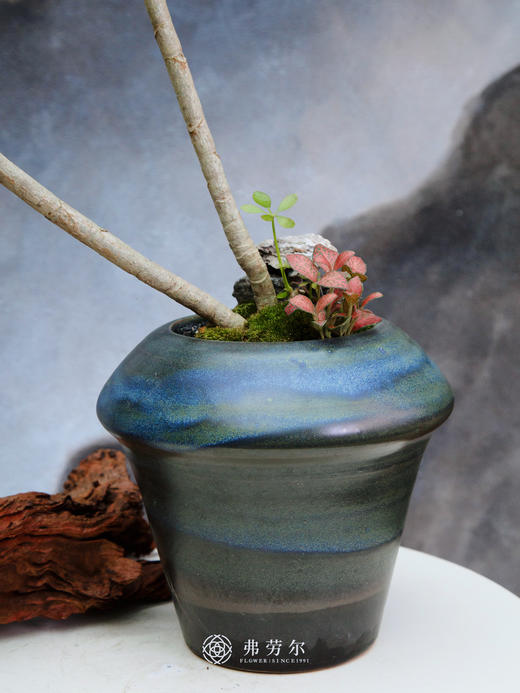 鸭脚木 商品图1