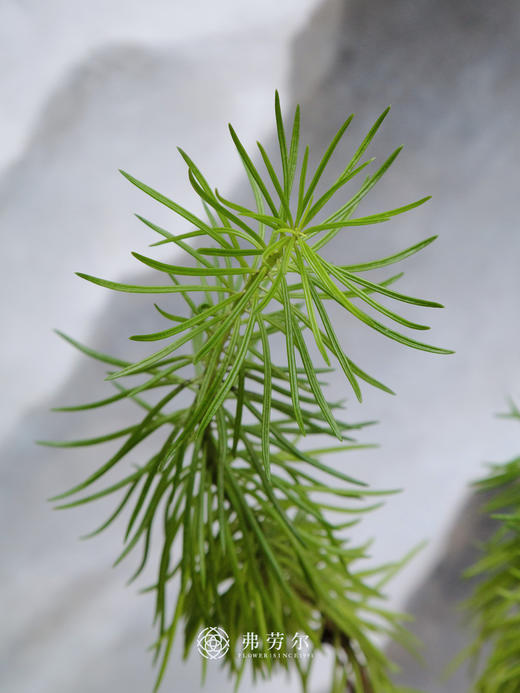 柳叶松 商品图2