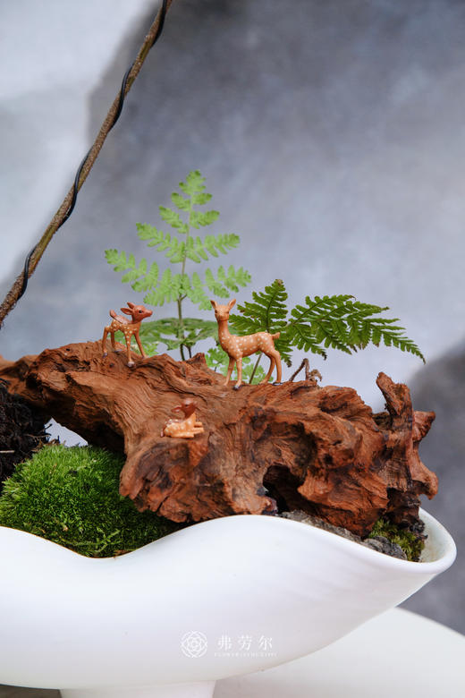 红鳞蕨 商品图1