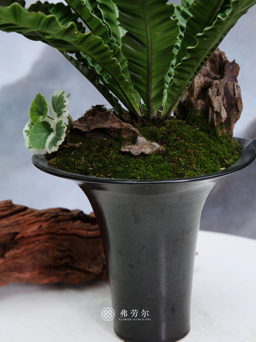 眼镜蛇鸟巢蕨 商品图1