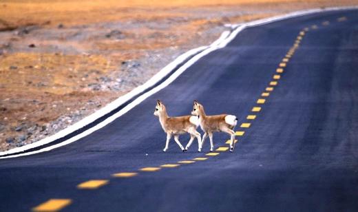 可可西里1日游|可可西里·索南达杰保护站·无极龙凤宫·昆仑圣泉·玉珠峰 商品图1