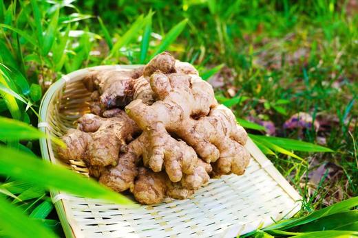 【秒杀中！产地直发】云南高原小黄姜/老姜，姜中“王者”  药食同源的生姜，够香够辣 商品图6