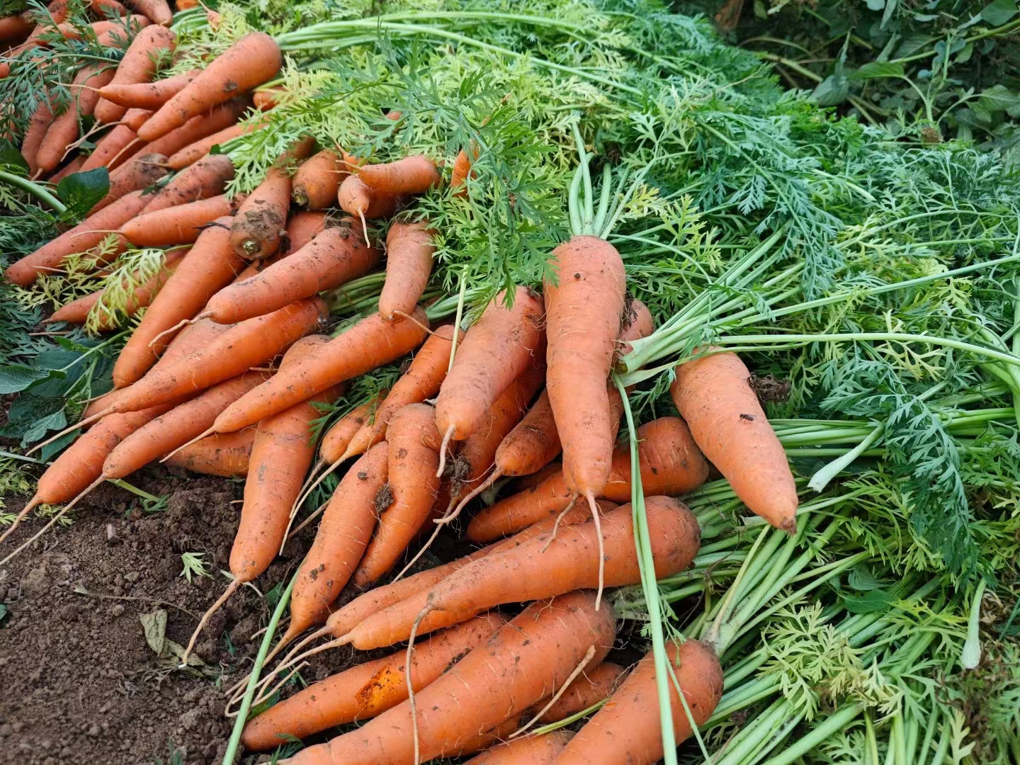 土豆、茄瓜、胡萝卜、甜菜根等、酵素蔬菜组合包 | 自然农耕、六不用种植，时令蔬菜包，各类绿叶蔬菜，小黄姜、萝卜等|| 健源