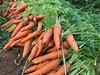 土豆、茄瓜、胡萝卜、甜菜根等、酵素蔬菜组合包 | 自然农耕、六不用种植，时令蔬菜包，各类绿叶蔬菜，小黄姜、萝卜等|| 健源 商品缩略图0