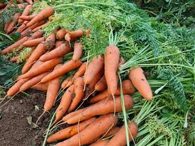 土豆、茄瓜、胡萝卜、甜菜根等、酵素蔬菜组合包 | 自然农耕、六不用种植，时令蔬菜包，各类绿叶蔬菜，小黄姜、萝卜等|| 健源