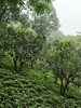 清客普洱｜2024年头春布朗山圆茶 商品缩略图1