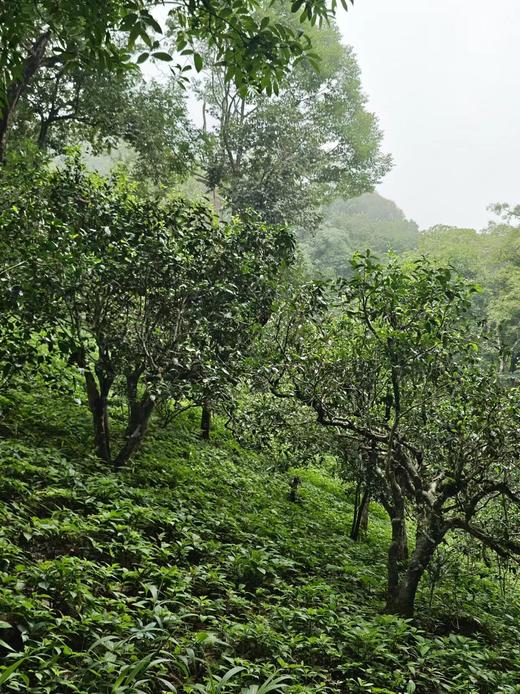 清客普洱｜2024年头春布朗山圆茶 商品图1