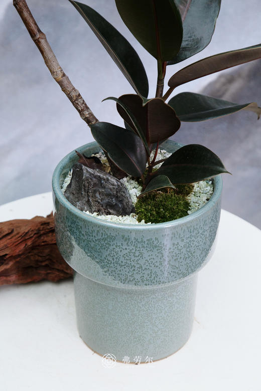 黑金刚 商品图2