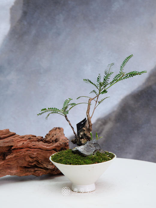 叶下珠 商品图0