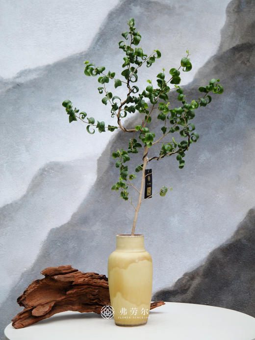 卷叶榕 商品图0