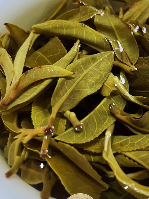 【猫耳朵单株】2024年头春头采 茶中精灵猫耳朵云南仅有0.01％的茶种 易武普洱茶生茶357g/饼 5饼/提 拍5发6拍20发25 商品图2