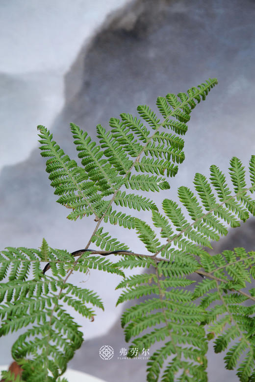 红鳞蕨 商品图3