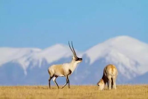 可可西里1日游|可可西里·索南达杰保护站·无极龙凤宫·昆仑圣泉·玉珠峰 商品图0