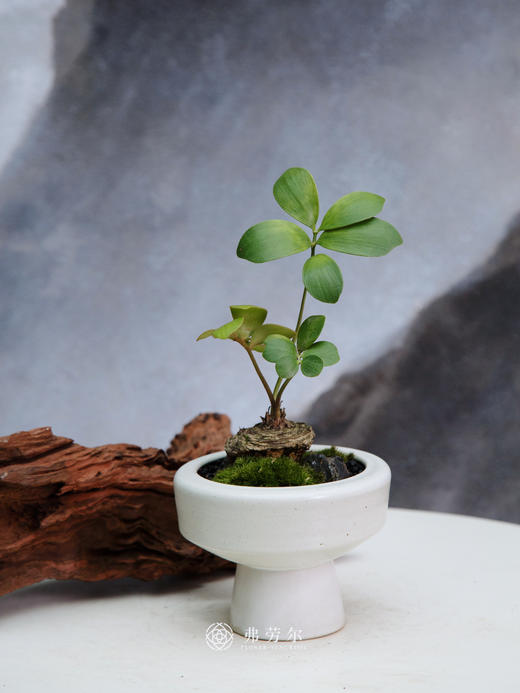 墨西哥铁 商品图0