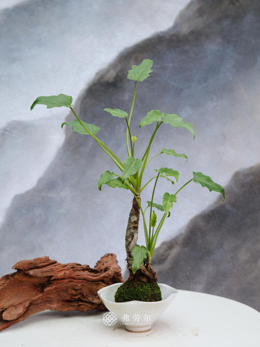 小天使 商品图0