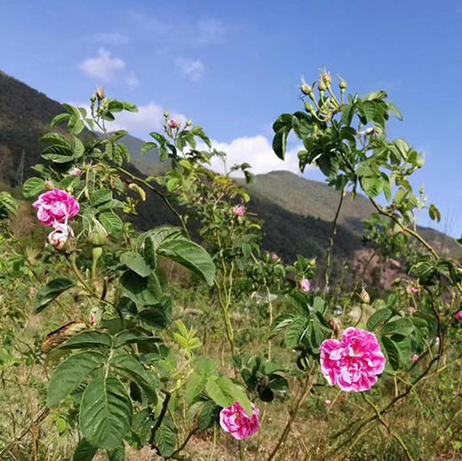 【大马士革玫瑰花茶】大理有机种植 /头水花/冻干花茶/新货包邮 商品图10