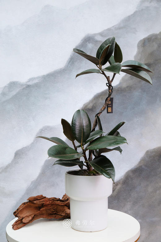 黑金刚 商品图0