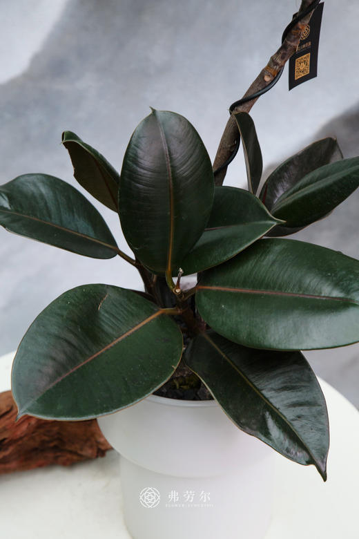 黑金刚 商品图2