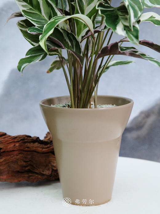 白油画竹芋 商品图1