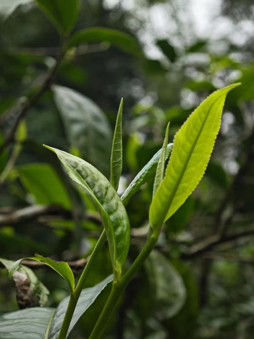 清客普洱｜2024年头春布朗山圆茶 商品图2