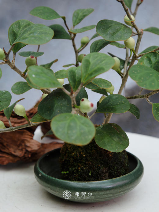 小盼菩提 商品图1