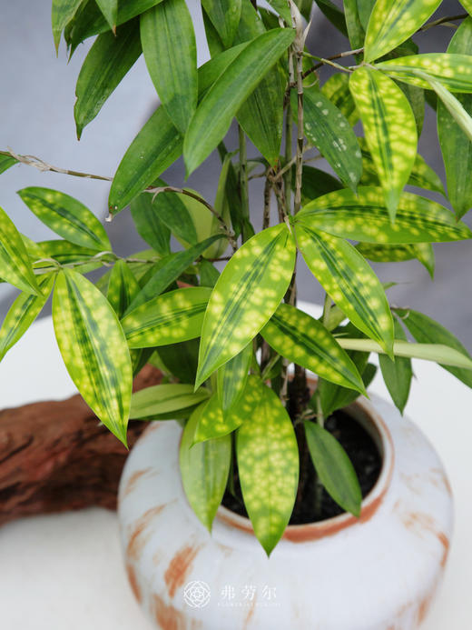 星点木 商品图2