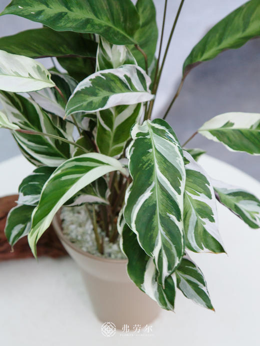 白油画竹芋 商品图2