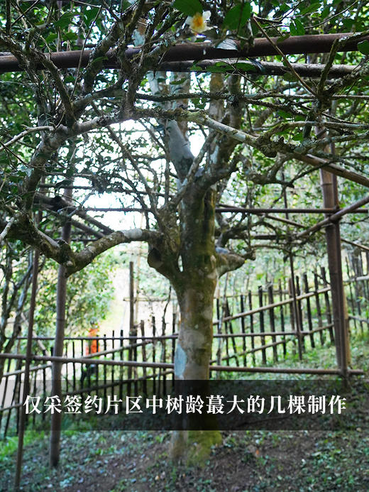 【猫耳朵单株】2024年头春头采 茶中精灵猫耳朵云南仅有0.01％的茶种 易武普洱茶生茶357g/饼 5饼/提 拍5发6拍20发25 商品图6