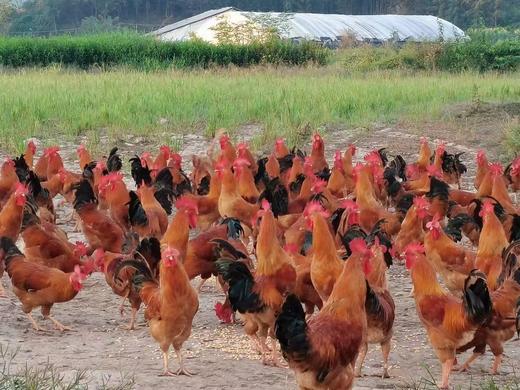 散养公鸡（整只） 商品图2