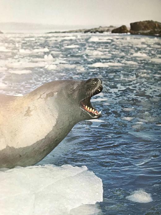 雅克·库斯托的海洋世界 385幅插图（361幅彩色） 精装大16开 商品图8