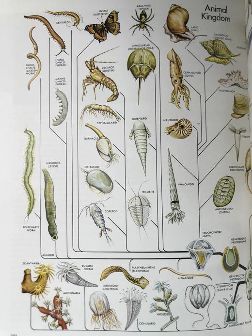 雅克·库斯托的海洋世界 385幅插图（361幅彩色） 精装大16开 商品图7